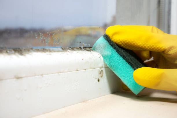 Professional Mold Remediation in Mont Clare, PA